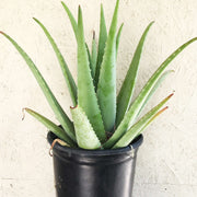 Tropical Aloe Seeds - Succulent Seeds