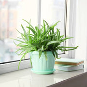 Tropical Aloe Seeds - Succulent Seeds
