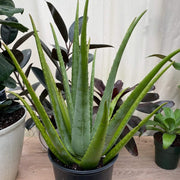 Tropical Aloe Seeds - Succulent Seeds