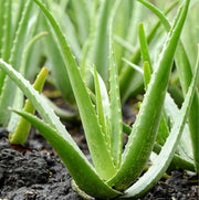 Tropical Aloe Seeds - Succulent Seeds