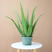 Tropical Aloe Seeds - Succulent Seeds