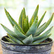 Tropical Aloe Seeds - Succulent Seeds
