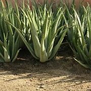 Tropical Aloe Seeds - Succulent Seeds