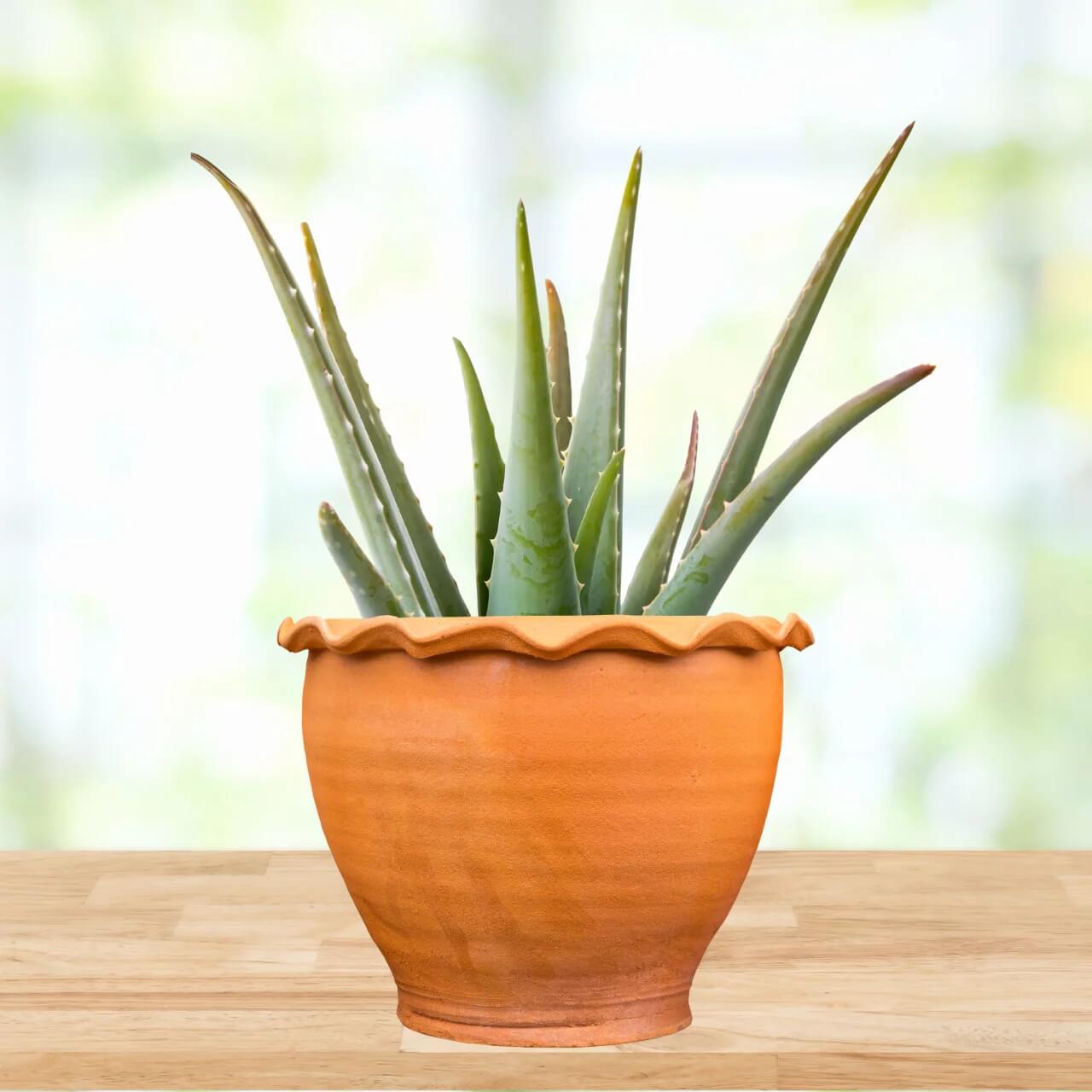 Tropical Aloe Seeds - Succulent Seeds