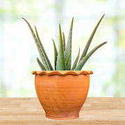 Tropical Aloe Seeds - Succulent Seeds