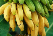 Banana Seeds – Musa acuminata