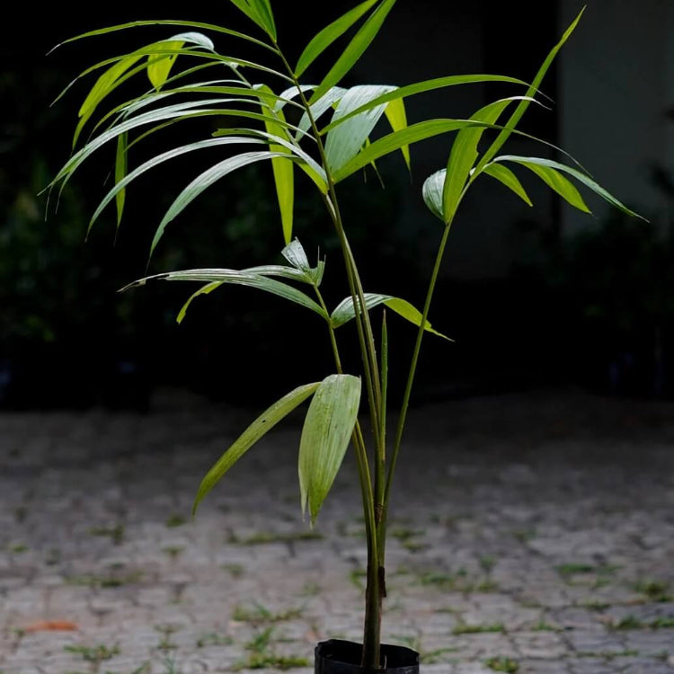 Tropical Seeds, Euterpe oleracea Fruit Seeds