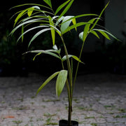 Tropical Seeds, Euterpe oleracea Fruit Seeds