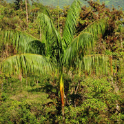 Tropical Seeds, Euterpe oleracea Fruit Seeds