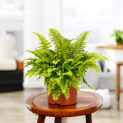 Tropical Fern Seeds