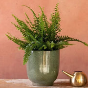 Tropical Fern Seeds