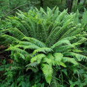Tropical Fern Seeds