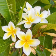 Tropical Frangipani Seeds - Flower Plant