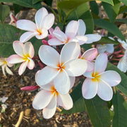Tropical Frangipani Seeds - Flower Plant