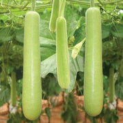 Tropical Seeds, Lagenaria siceraria