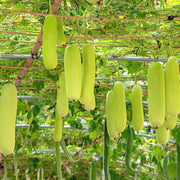 Tropical Seeds, Lagenaria siceraria