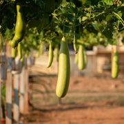 Tropical Seeds, Lagenaria siceraria