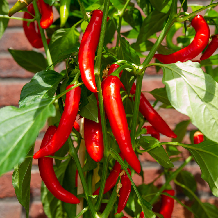 Tropical Hot Pepper Seeds