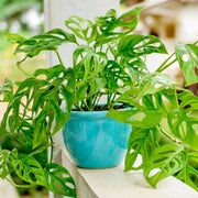 Tropical Houseplant Monstera Seeds - Ornamental Houseplant Seeds for Planting