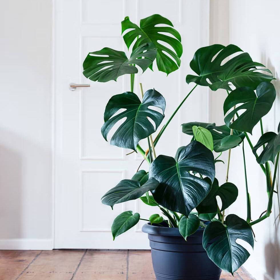 Tropical Houseplant Monstera Seeds - Ornamental Houseplant Seeds for Planting