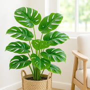 Tropical Houseplant Monstera Seeds - Ornamental Houseplant Seeds for Planting