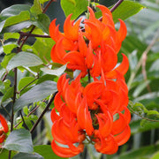 Tropical Jade Vine Seeds