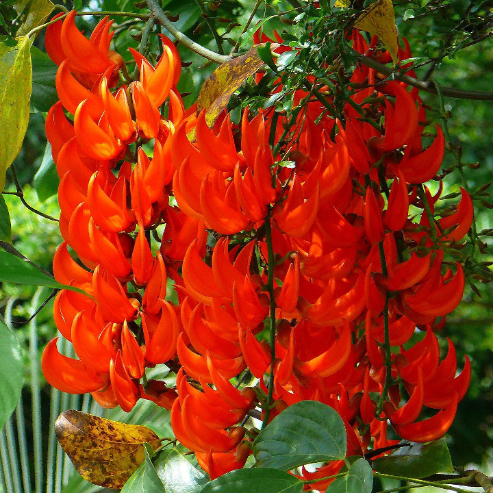 Tropical Jade Vine Seeds
