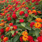 Tropical Lantana Seeds - Flower Plant