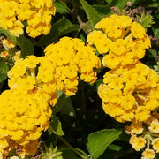 Tropical Lantana Seeds - Flower Plant