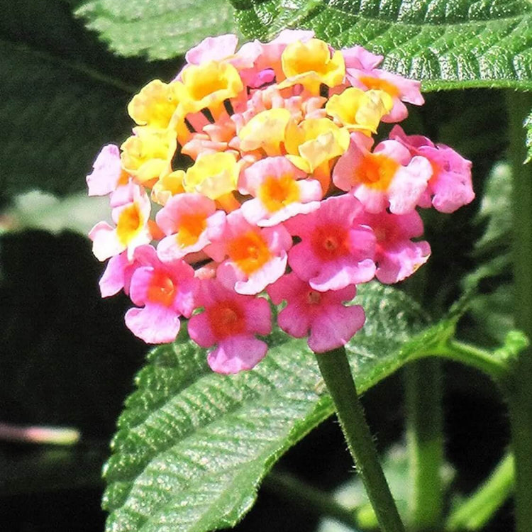 Tropical Lantana Seeds - Flower Plant