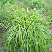Tropical Seeds, Cymbopogon citratus