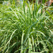 Tropical Seeds, Cymbopogon citratus