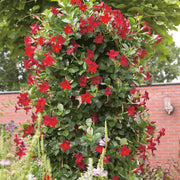 Tropical Mandevilla Seeds - Flower Plant
