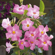 Tropical Mandevilla Seeds - Flower Plant
