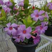 Tropical Mandevilla Seeds - Flower Plant