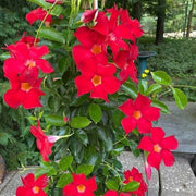 Tropical Mandevilla Seeds - Flower Plant
