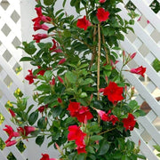 Tropical Mandevilla Seeds - Flower Plant