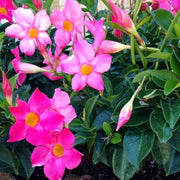 Tropical Mandevilla Seeds - Flower Plant
