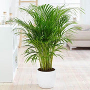 Tropical Palm Seeds - Tropical Ornamental Palm Seeds for Planting