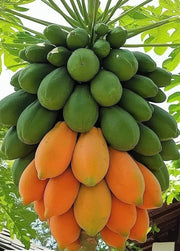 Papaya Seeds – Carica papaya