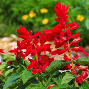 Tropical Sage Seeds - Herbal Plant