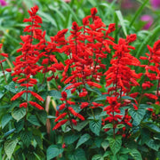 Tropical Sage Seeds - Herbal Plant
