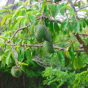 Tropical Soursop Seeds - Fruit Plant