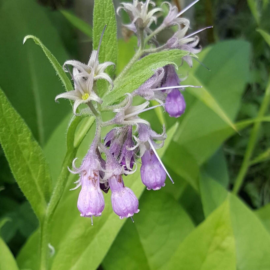 True Comfrey Seeds - Herbal Seeds