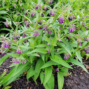 True Comfrey Seeds - Herbal Seeds