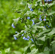 True Comfrey Seeds - Herbal Seeds