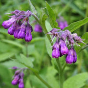 True Comfrey Seeds - Herbal Seeds