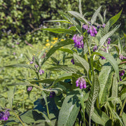 True Comfrey Seeds - Herbal Seeds
