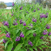 True Comfrey Seeds - Herbal Seeds
