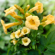 Trumpet Creeper Seeds